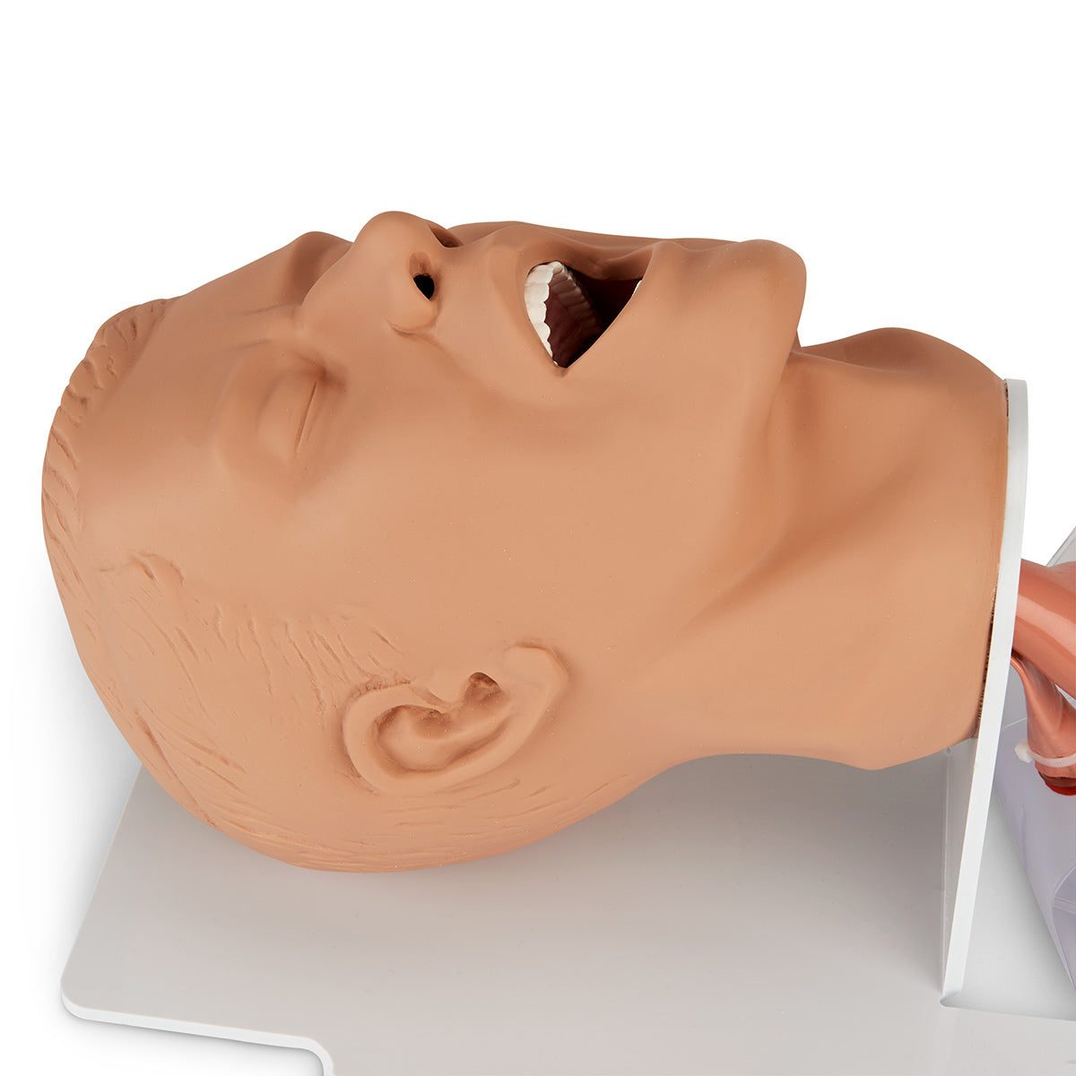 Economy Adult Airway Management Trainer