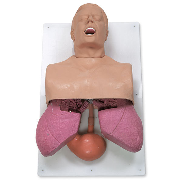 Adult Airway Management Trainer