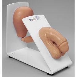 New Male Cath Model On Board